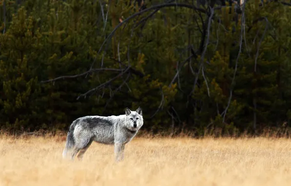 Картинка nature, predator, animal, wolf, wildlife, portrait, portrait., Canis lupus. face