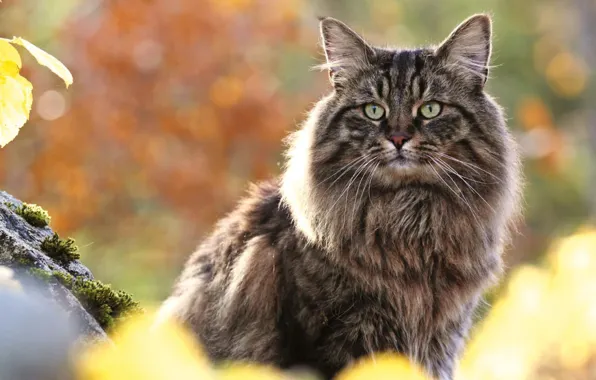 Predator, Norway, domestic, Norwegan forest cat