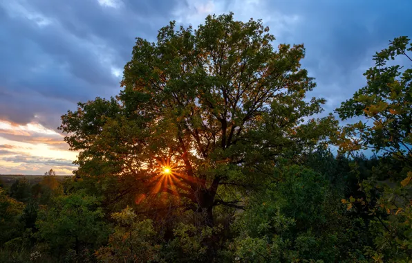 Картинка осень, солнце, лучи, деревья, закат, природа, растительность