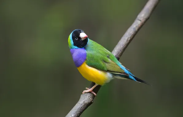 Картинка ветки, птица, зяблик, живая природа