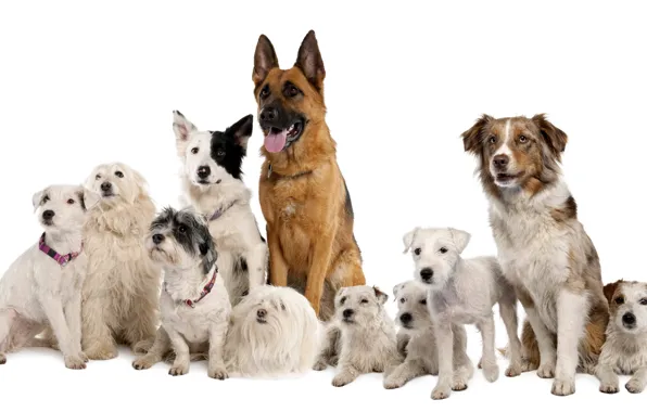 Картинка собаки, белый фон, овчарка, породы