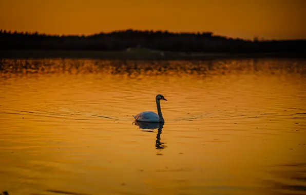 Swan, twilight, sunset, lake, dusk