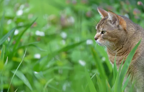 Картинка кошка, трава, размытость