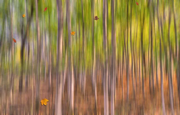 Картинка осень, лес, листья, деревья
