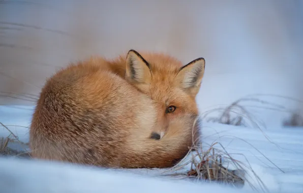 Fox, winter, snow, freeze, looking, wildlife, frost, curled up