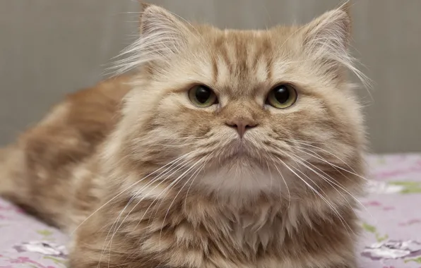 Картинка кошка, кот, взгляд, морда