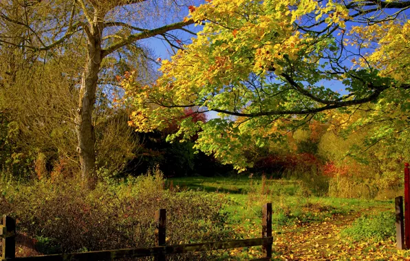 Картинка осень, лес, небо, листья, деревья, забор, двор, дорожка