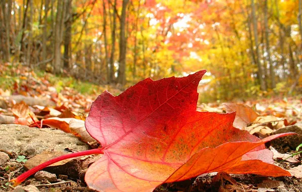 Лист, Осень, кленовый
