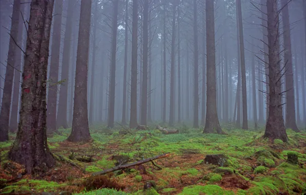 Лес, деревья, природа, туман, Англия, Devon, England, United Kingdom