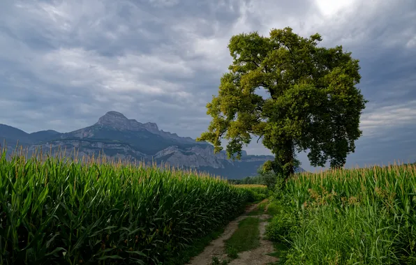 Картинка дорога, поле, природа, дерево