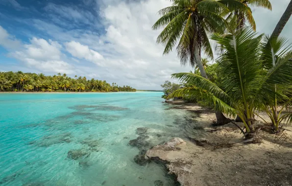 Картинка природа, тропики, пальмы, голубая вода