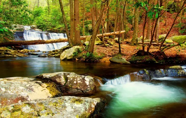 Forest, trees, autumn, early, creek, stream, fall
