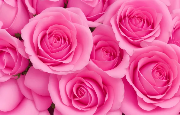 Цветок, цветы, фон, розовый, обои, роза, розы, wallpaper