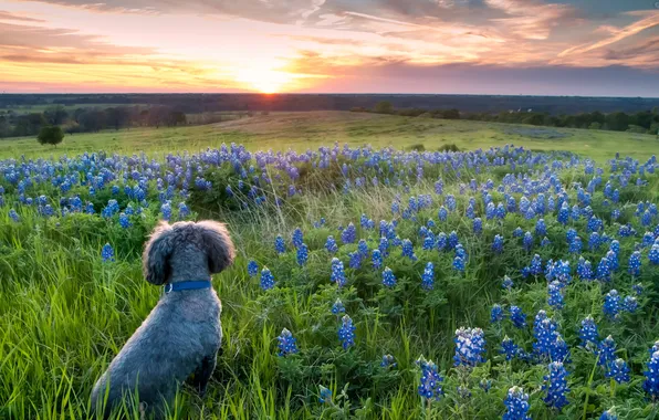 Картинка поле, закат, цветы, собака