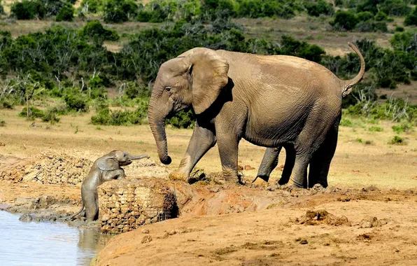Малыш, слоны, слониха, слонёнок
