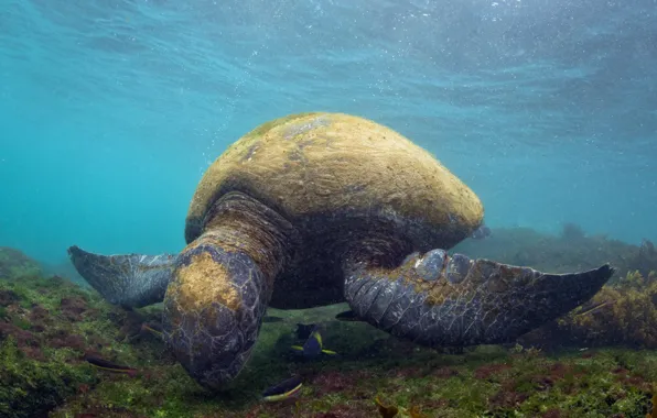 Картинка природа, Chelonia agassizii, Galápagos green turtle