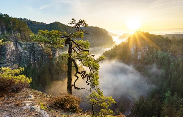 Картинка горы, туман, дерево