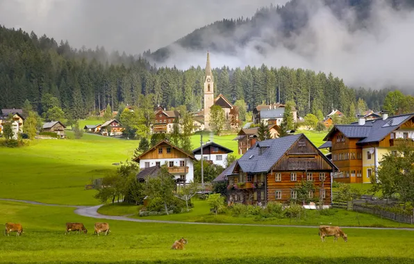 Дома, Австрия, коровы, деревня, Austria, Gosau Village