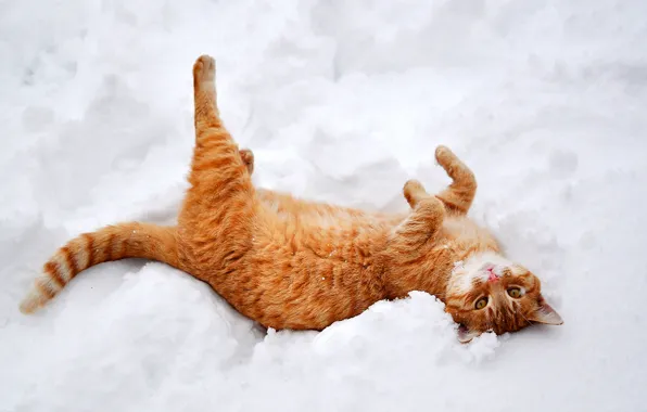 Картинка зима, кошка, кот, снег, природа, лапы, рыжий, лежит