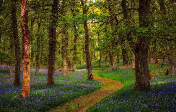 Картинка лес, Шотландия, Scotland, Perthshire, Bluebell Woods