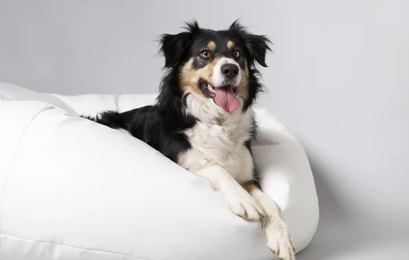 Взгляд, друг, собака