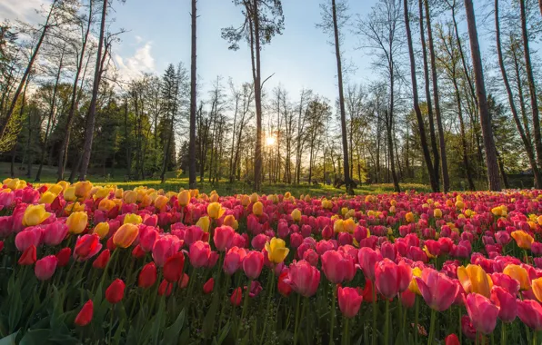 Картинка лес, небо, солнце, лучи, свет, деревья, цветы, желтый