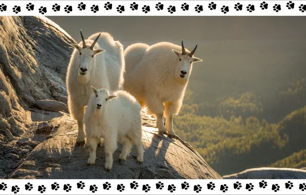 Аляска, Alaska, трио, animals, trio, step by step