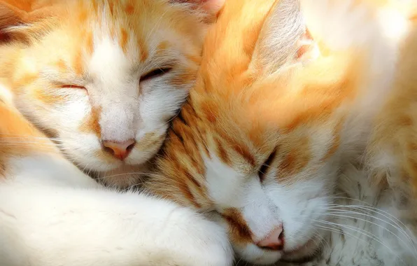 Картинка кошки, сон, котята, парочка, мордочки, спящие