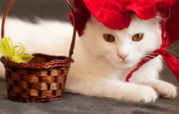 Кошка, кот, взгляд, морда, корзина, портрет, костюм, белая