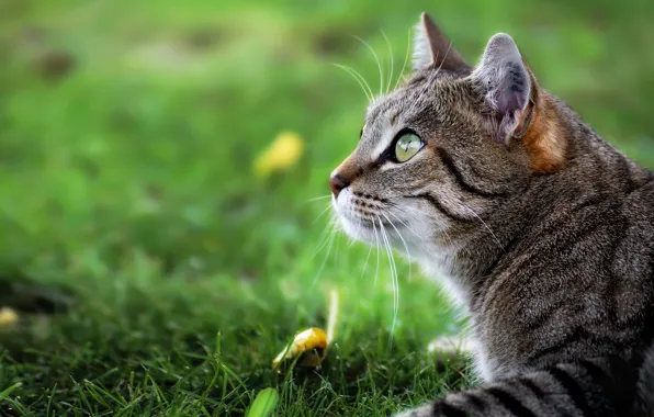 Кошка, кот, взгляд, боке