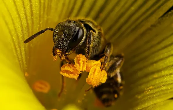 Картинка цветок, пчела, тычинки, 155