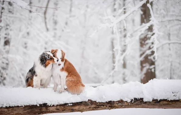 Картинка зима, лес, снег, любовь, парочка, две собаки, Австралийская овчарка, Аусси