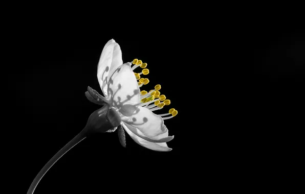 Макро, цветы, природа