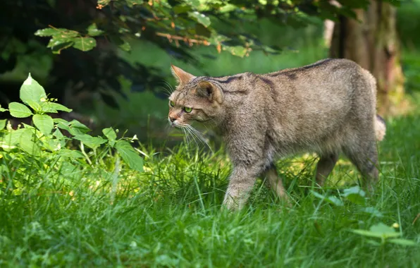 Кошка, трава, лесной кот, дикий кот