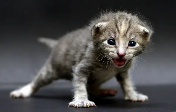 Кошка, поза, котенок, фон, маленький, полосатый, новорожденный, ищет маму