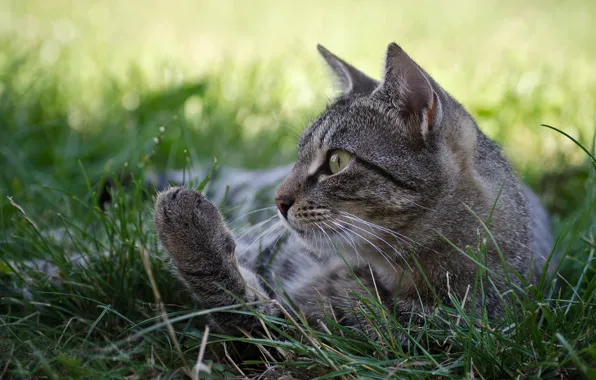 Кошка, трава, кот, природа, лежит