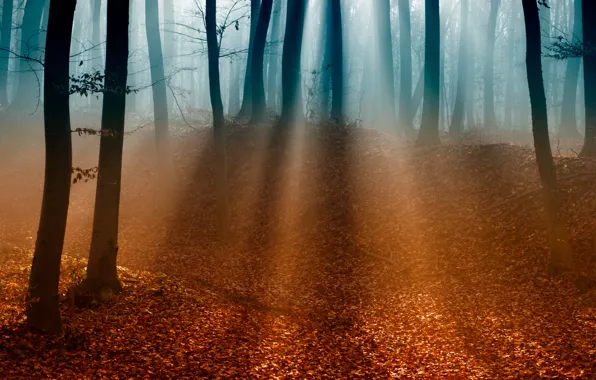 Картинка осень, лес, листья, свет, деревья, ветки, туман