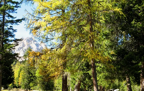Деревья, природа, парк, фото, Italy, South Tyrol