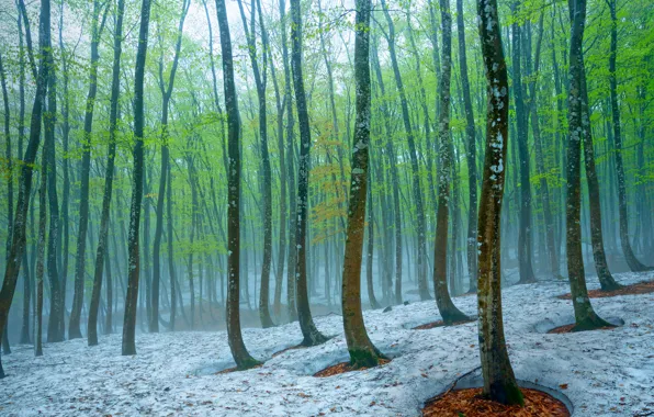 Картинка лес, снег, деревья, туман, весна, Япония, бук, Токамати