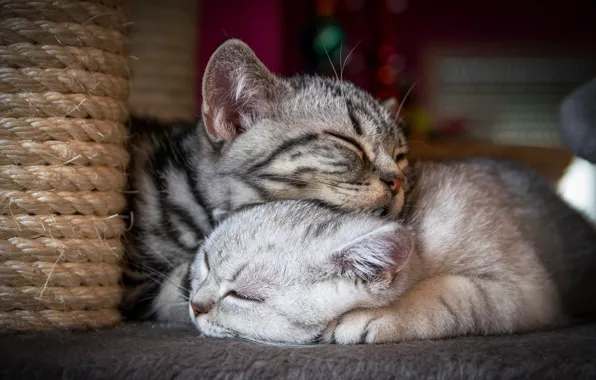 Кошка, кот, кошки, поза, уют, дом, котенок, серый
