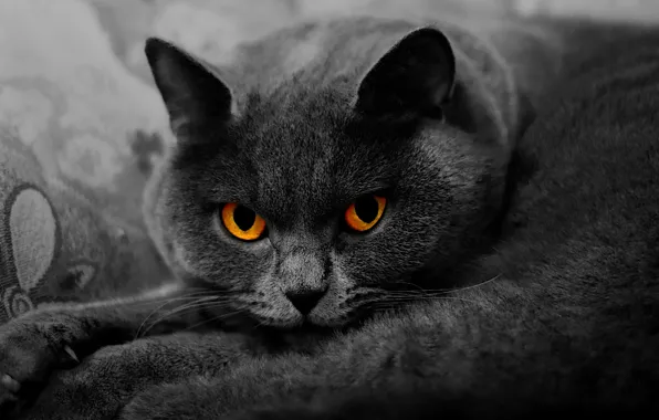 Кошка, кот, взгляд, морда, крупный план, поза, серый, портрет
