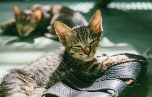 Свет, котенок, серый, котята, лежит, котёнок, полосатый, кожаный