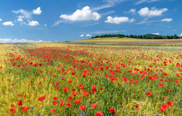 Лето, небо, облака, цветы, голубой, мак, маки, даль