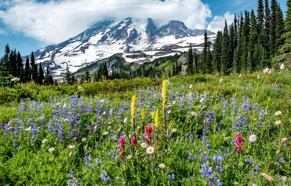 Картинка деревья, цветы, гора, луг, Mount Rainier National Park, Национальный парк Маунт-Рейнир, Mount Rainier, Каскадные горы