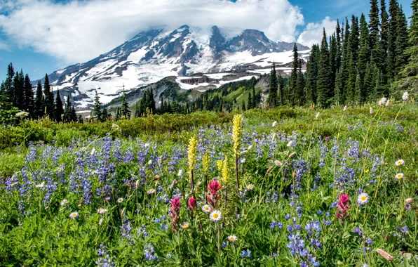 Деревья, цветы, гора, луг, Mount Rainier National Park, Национальный парк Маунт-Рейнир, Mount Rainier, Каскадные горы