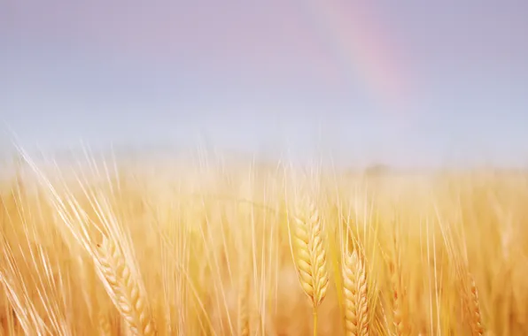 Пшеница, поле, лето, природа, золотая