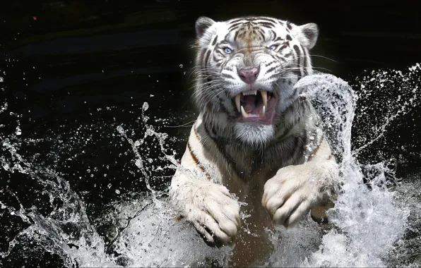 Брызги, тигр, black&white, эмоции, прыжок, хищник, Raptor, tiger