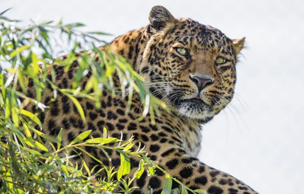 Картинка кошка, взгляд, морда, ветка, леопард, ©Tambako The Jaguar