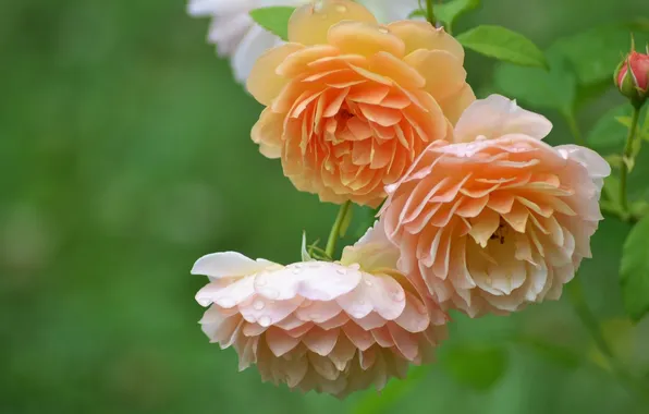 Макро, розы, лепестки