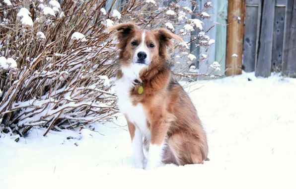 Картинка зима, взгляд, снег, друг, собака